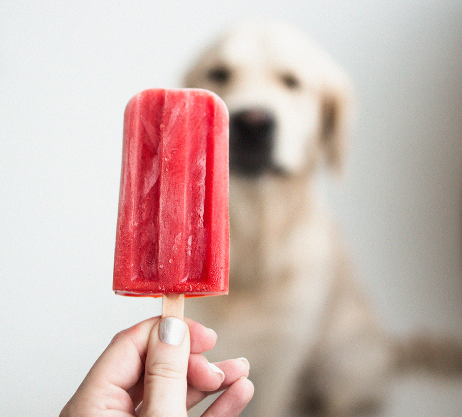 How to Make A Popsicle For Your Dog Animal Land - Pet Movers